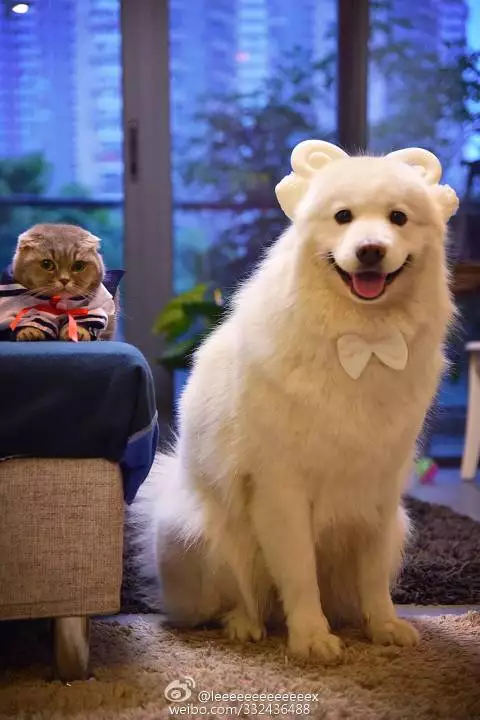 组图 属狗猴女属狗属狗生什么属相的孩子好?