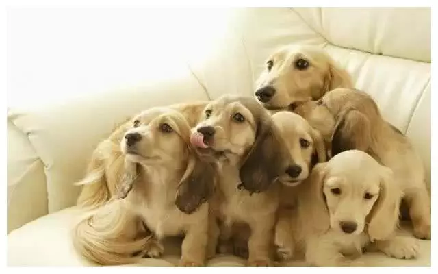 组图 属狗猴女属狗属狗生什么属相的孩子好?