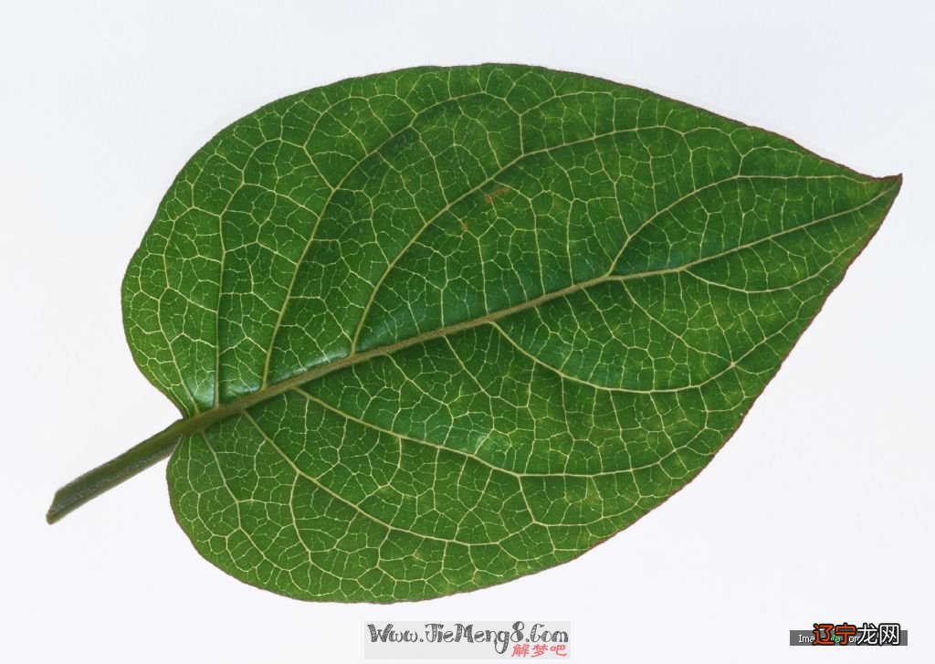 接下去风水堂:梦见树叶黄了的心理学解梦