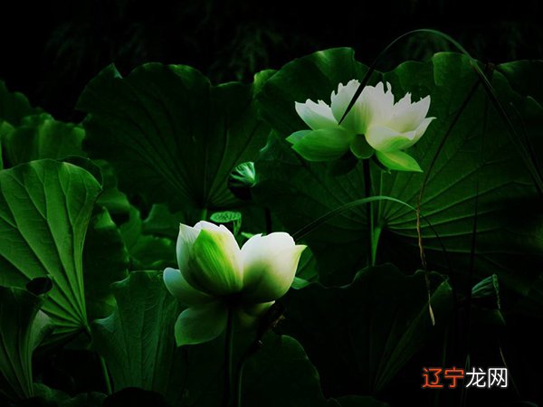 《黄帝内经》能得到什么启发?我想最重要的有以下几点