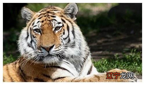 一 属虎的朋友在2017年总的运程