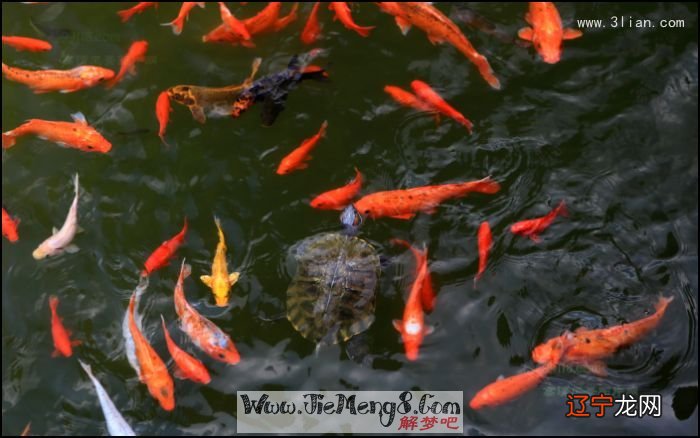 风水堂：梦见鱼在碗里游是什么意思