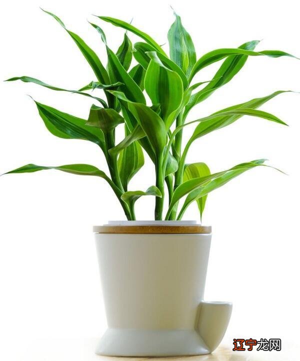 办公桌最适合放的10种招财植物，你知道吗？