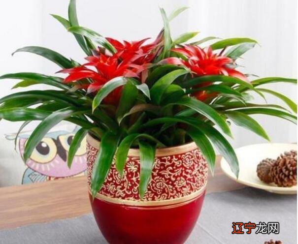 办公桌最适合放的10种招财植物，你知道吗？