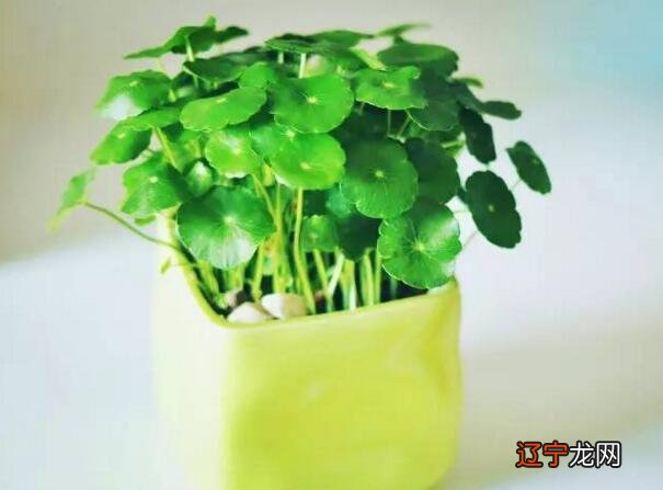 办公桌最适合放的10种招财植物，你知道吗？