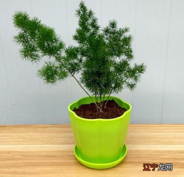 办公桌最适合放的10种招财植物，你知道吗？