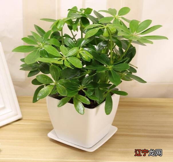 办公桌最适合放的10种招财植物，你知道吗？