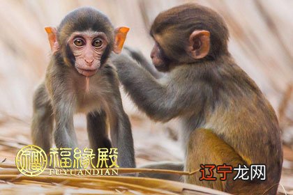 属猴的和什么属相最配表大全，你知道吗？