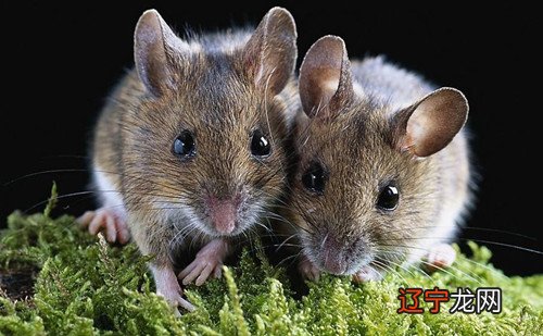 鼠和鼠配婚好吗？属鼠的克星是什么属相