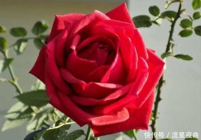 2月属猴人不缺，事业风生水起，财源四面八方涌来的3大生肖