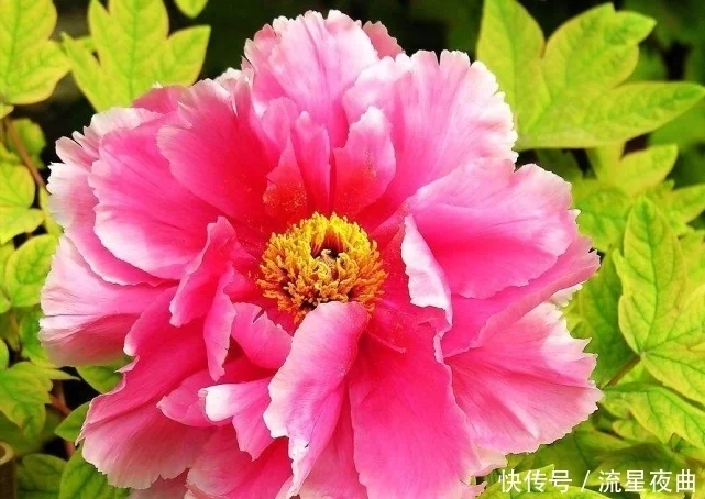 2月属猴人不缺，事业风生水起，财源四面八方涌来的3大生肖