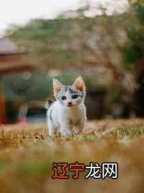 图 梦见捡到好多东西好不好是什么意思？