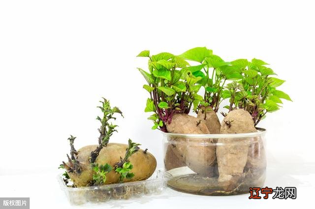 预示着可能要干苦力活,或身体疲惫不堪商人预兆