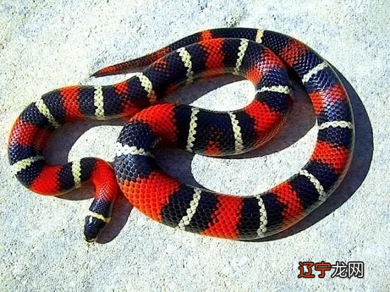 风水堂:原版周公解梦梦见蛇