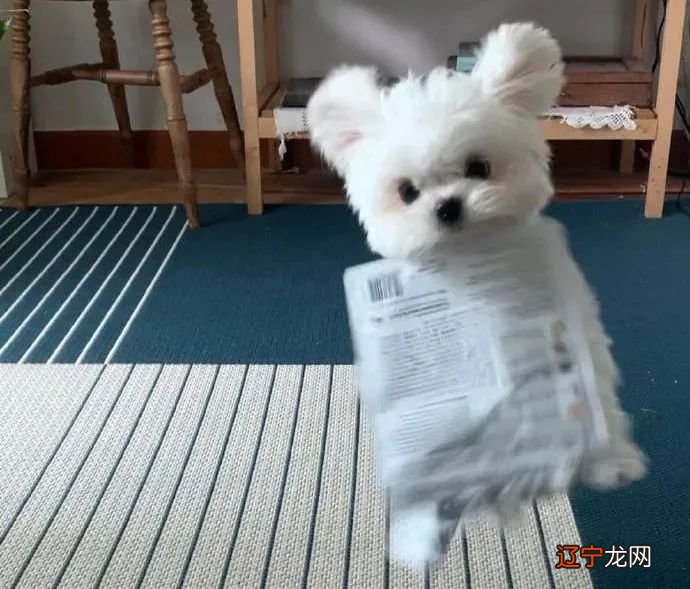 如果是暗恋的话，请不要误会白羊座的星座怎么办