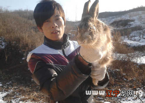 慈世堂：梦见抓到一只黑兔子预示着什么？