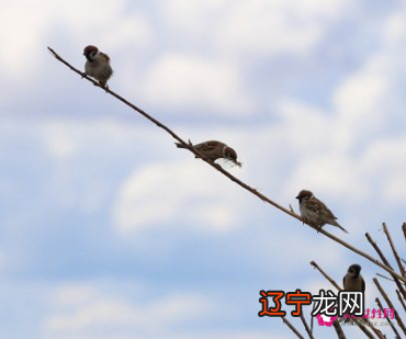 风水堂：梦见麻雀吃虫子，主破财