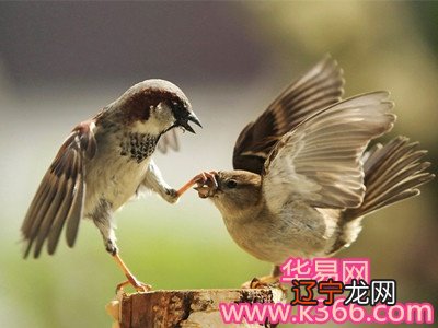 风水堂：梦见麻雀吃虫子，主破财