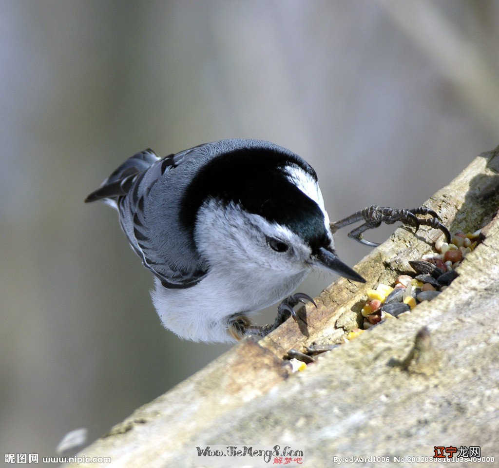 风水堂：梦见麻雀吃虫子，主破财