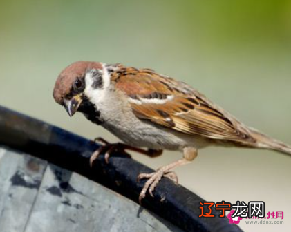 风水堂：梦见麻雀吃虫子，主破财