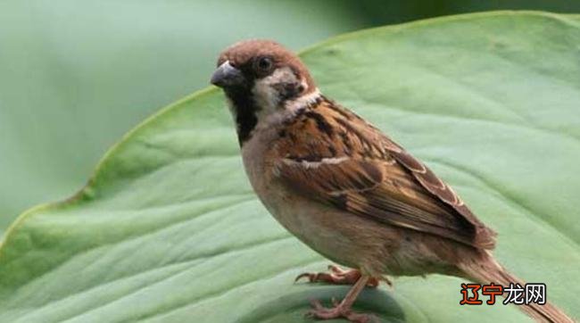 风水堂：梦见麻雀吃虫子，主破财