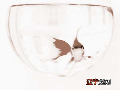 慈世堂：鱼缸的摆放位置可有着很多的讲究