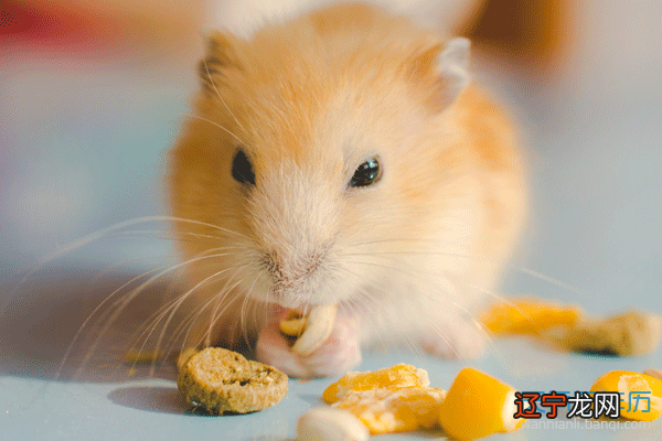 1984年属鼠的人是什么命，你知道吗？