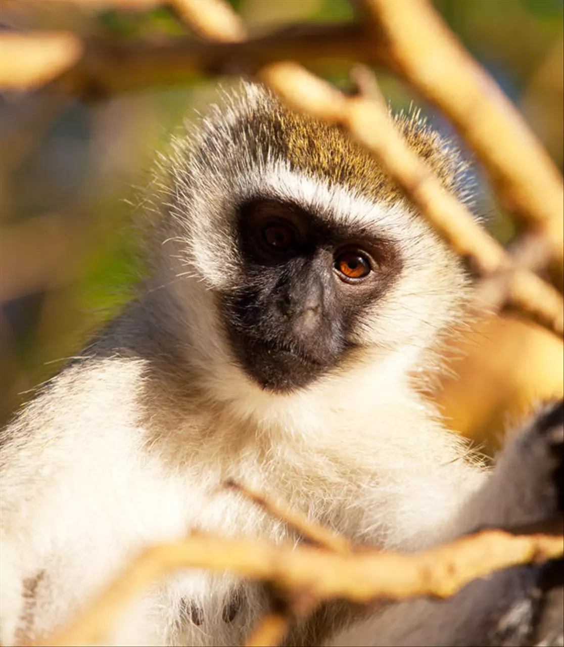 - 属相婚姻配对表属相婚配(组图)