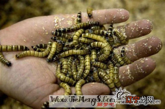 怀有身孕的人梦见饭里有虫子吗?怎么办?