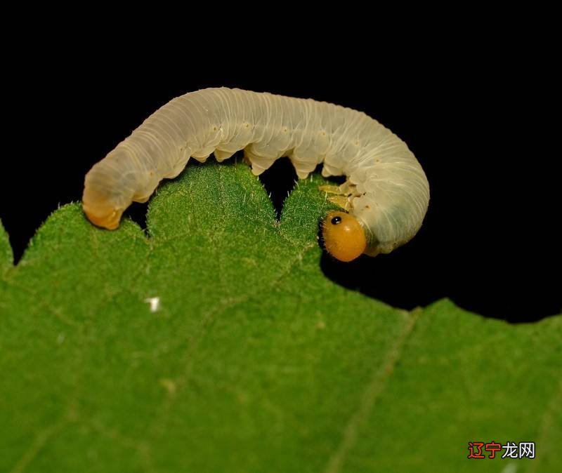 风水堂：梦见小昆虫的注意事项