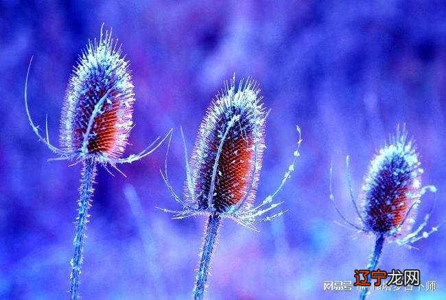 女塔罗占卜 一个人的爱情,爱与不爱看金星是很关键的讯息
