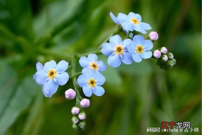 女塔罗占卜 一个人的爱情,爱与不爱看金星是很关键的讯息