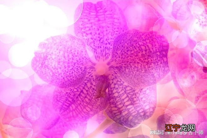 女塔罗占卜 一个人的爱情,爱与不爱看金星是很关键的讯息