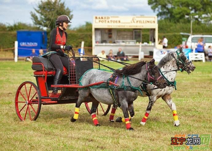 风水堂：梦见赶着马车的样子，预示你要发财
