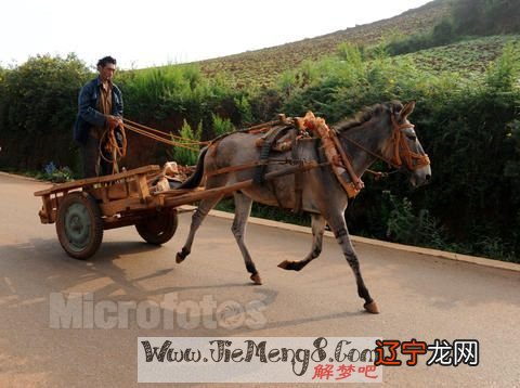 风水堂：梦见赶着马车的样子，预示你要发财