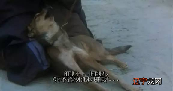 风水堂:什么人适合养狗不要养?