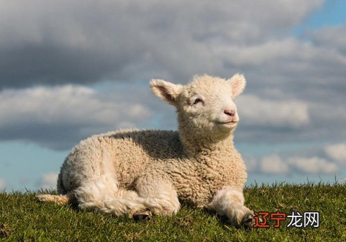 关于梦见孕妇羊的好坏含义,周公解梦大全大全