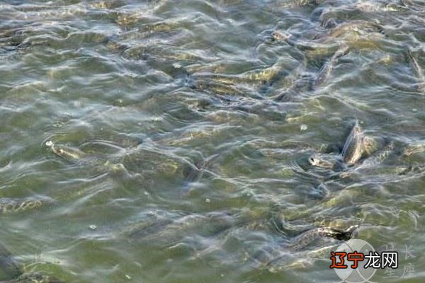 一起风水堂:孕妇梦见黑鱼的梦境解析