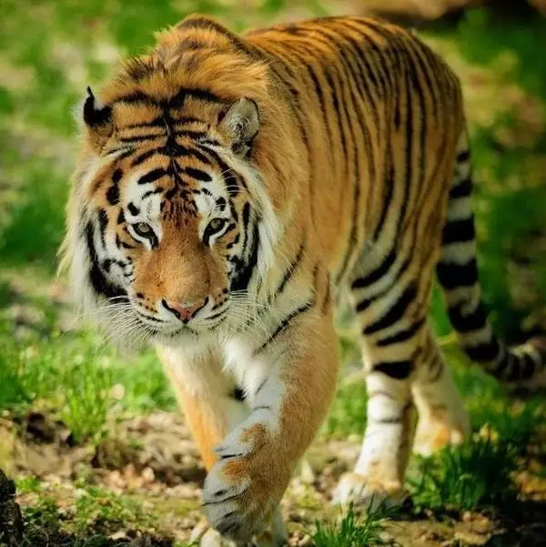 86年的虎是什么命婚配最佳答案的生肖配对