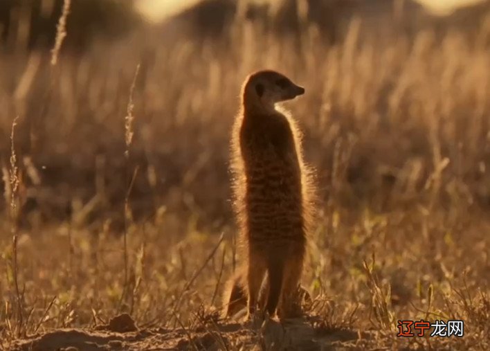 风水堂:如何从八字中推断死亡信息