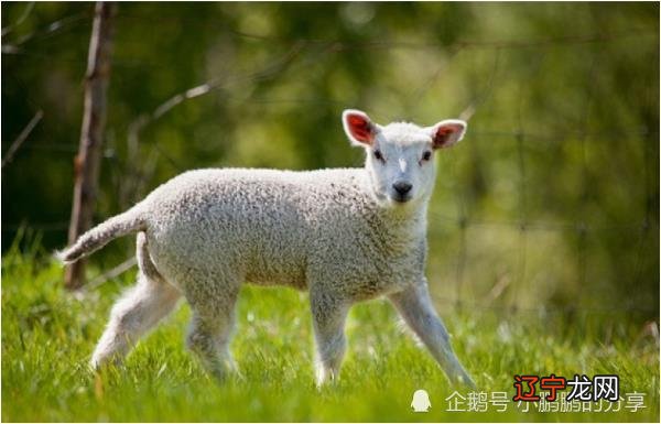10月底,鸿运当头锦鲤翻身翻身的三大生肖!