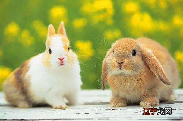 1945年是属什么生肖_虚6岁是属什么生肖_22岁是属什么生肖