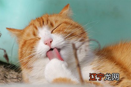 2022年生肖猪需要积极面对的一年流年运程吉凶
