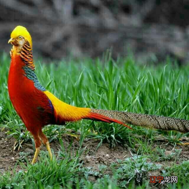 生肖鸡五行属什么_生肖鸡和生肖鸡配对_生肖属鸡摆那一边