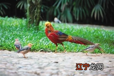 生肖鸡五行属什么_生肖属鸡摆那一边_生肖鸡和生肖鸡配对