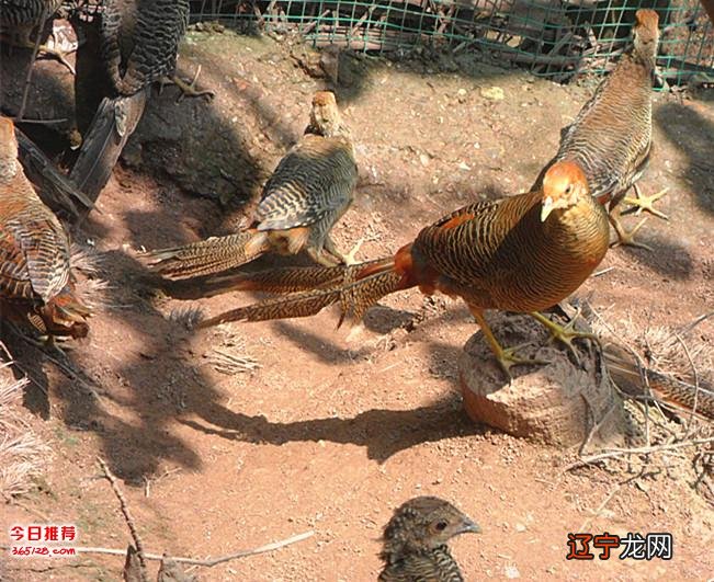 生肖鸡和生肖鸡配对_生肖鸡五行属什么_生肖属鸡摆那一边