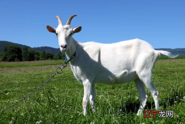 天生福泽深厚,喜事连连羡煞旁人的3大生肖!