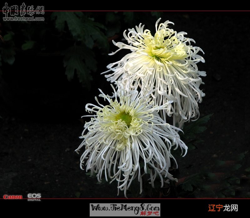 梦见妈妈去世了我大哭_梦见妈妈去世_梦见妈妈去世