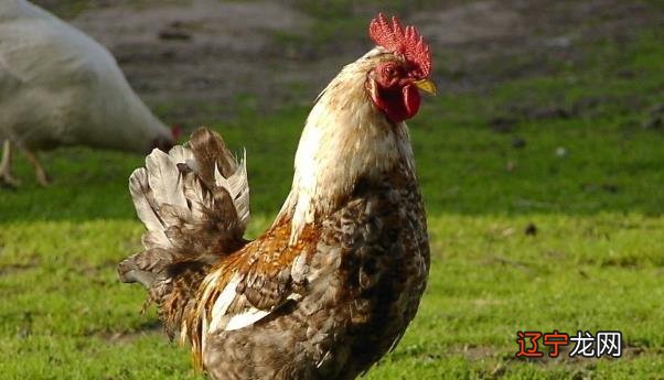 生肖属相不同,2022年65岁的人属什么?