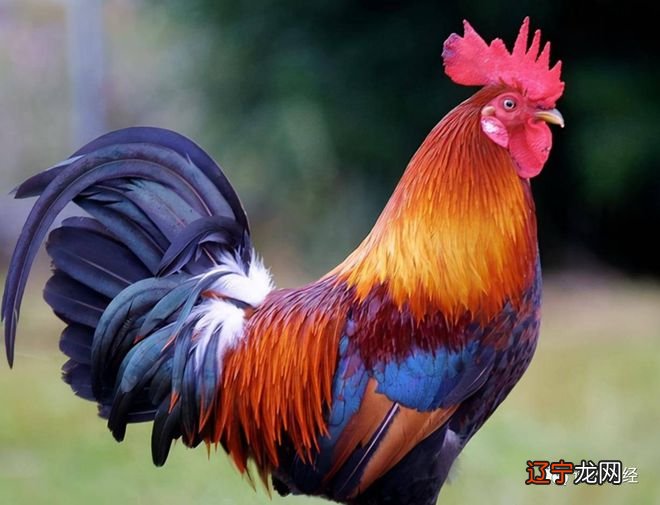 图 人2023年运势及运势详解人